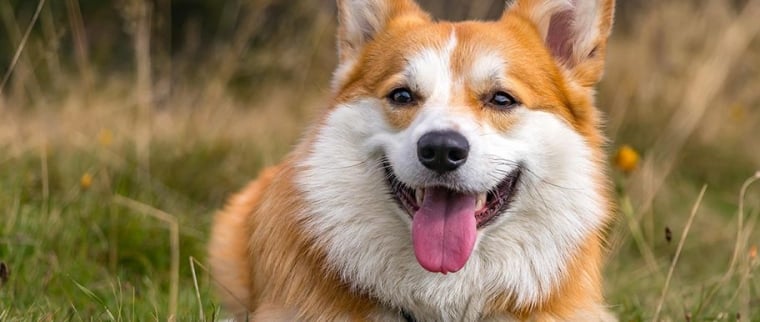 chien welsh corgi pembroke